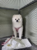 보호중 포메라니안의…